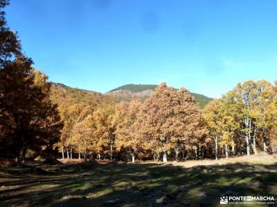 Castañar de El Tiemblo;Ávila; club de montaña en madrid fotos sierra cazorla rutas de senderismo 